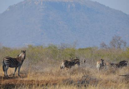 Safari en Afrique du Sud de Laurent