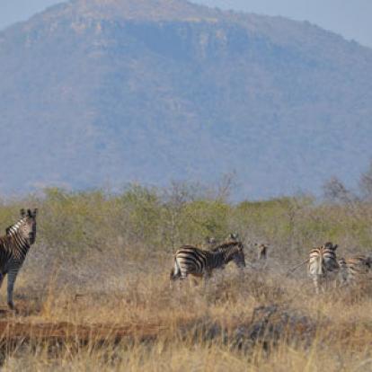 Safari en Afrique du Sud de Laurent