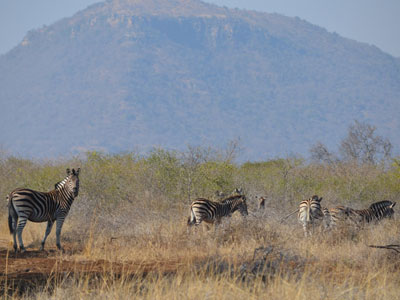 Safari en Afrique du Sud de Laurent