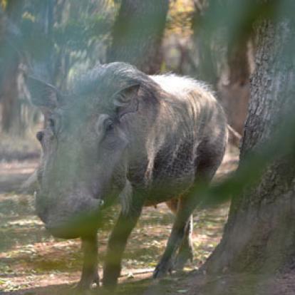 Safari en Afrique du Sud de Laurent