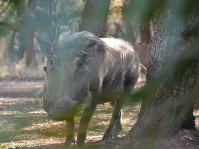 Safari en Afrique du Sud de Laurent