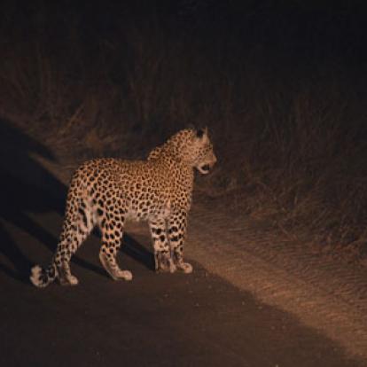Safari en Afrique du Sud de Laurent