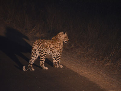 Safari en Afrique du Sud de Laurent