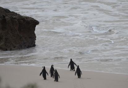 Safari en Afrique du Sud de Laurent