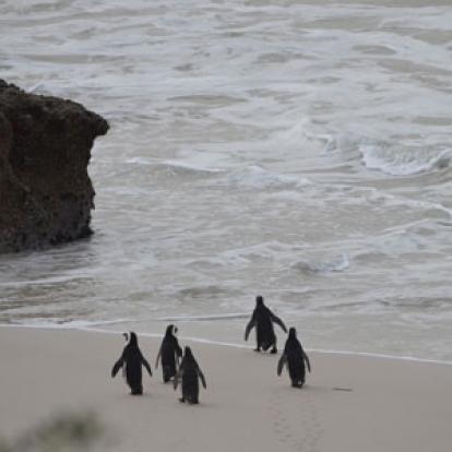 Safari en Afrique du Sud de Laurent