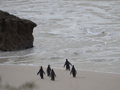 Safari en Afrique du Sud de Laurent