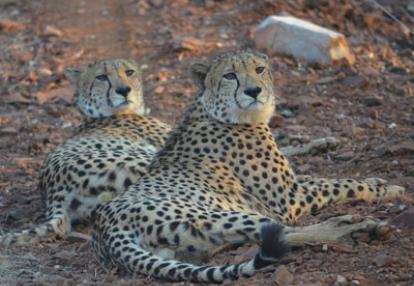 Safari en Afrique du Sud de Laurent