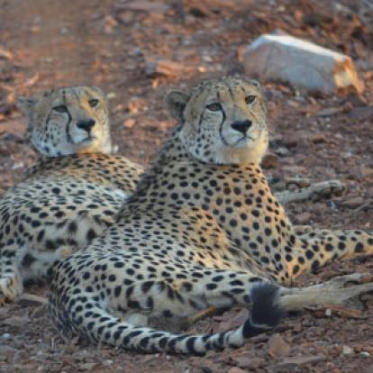 Safari en Afrique du Sud de Laurent