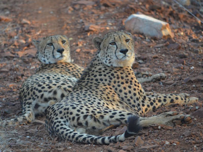 Safari en Afrique du Sud de Laurent