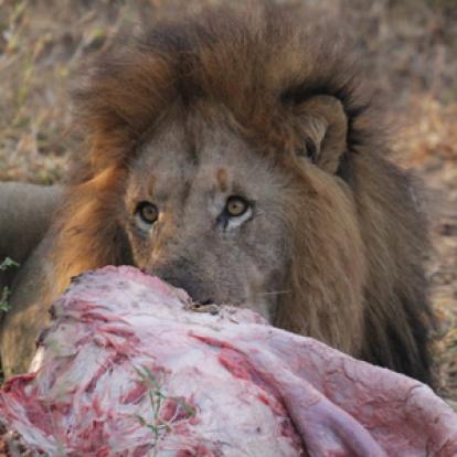 Safari en Afrique du Sud de Stéphane