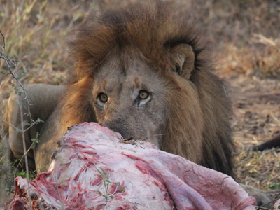 Safari en Afrique du Sud de Stéphane