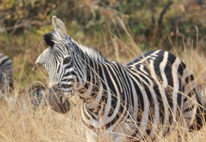Safari en Afrique du Sud de Stéphane