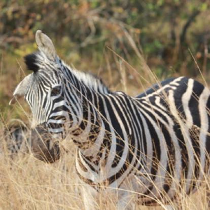 Safari en Afrique du Sud de Stéphane