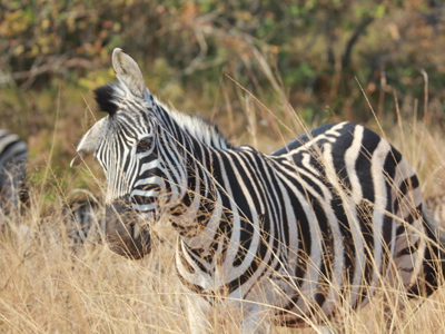 Safari en Afrique du Sud de Stéphane