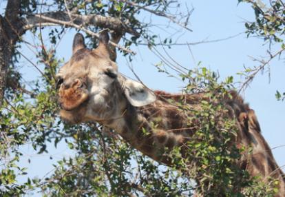 Safari en Afrique du Sud de Stéphane