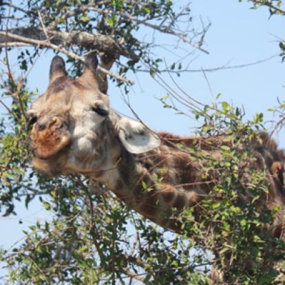 Safari en Afrique du Sud de Stéphane