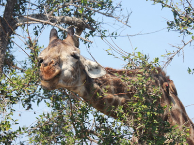 Safari en Afrique du Sud de Stéphane
