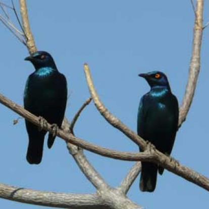 Safari en Afrique du Sud d'Edouard
