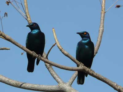 Safari en Afrique du Sud d'Edouard