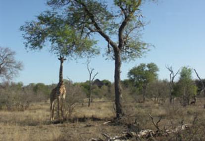 ©Christine et Philippe C. - Tous Droits réservés Safari en Afrique du Sud de Christine et Philippe C.