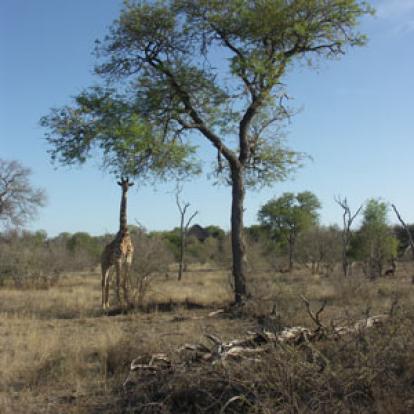 ©Christine Et Philippe C. - Tous Droits Réservés Safari en Afrique du Sud de Christine et Philippe C.