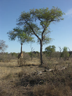 ©Christine et Philippe C. - Tous Droits réservés Safari en Afrique du Sud de Christine et Philippe C.