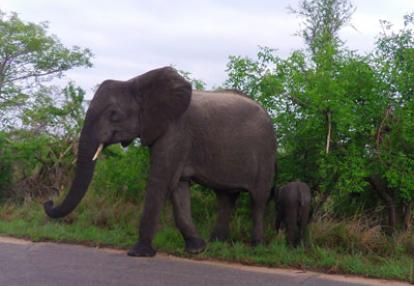 Safari en Afrique du Sud de Frederic-Andre J.
