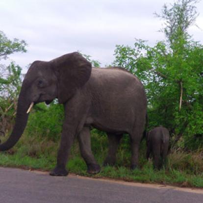 Safari en Afrique du Sud de Frederic-Andre J.
