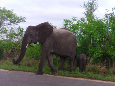 Safari en Afrique du Sud de Frederic-Andre J.