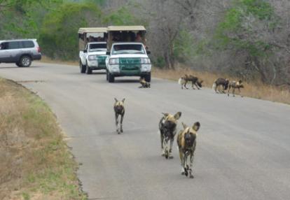 Safari en Afrique du Sud de Frederic-Andre J.