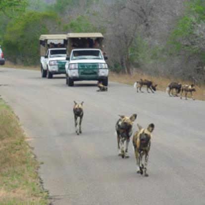 Safari en Afrique du Sud de Frederic-Andre J.