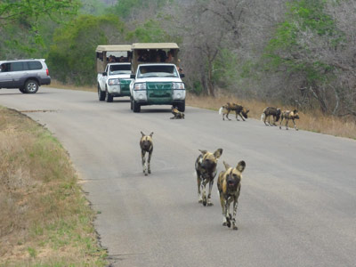 Safari en Afrique du Sud de Frederic-Andre J.