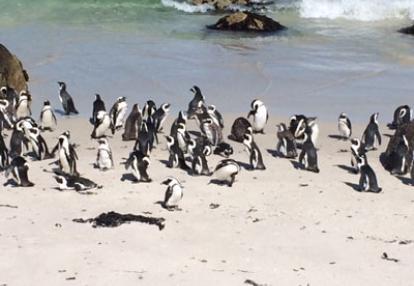Voyage en Afrique du Sud de Partricia L.