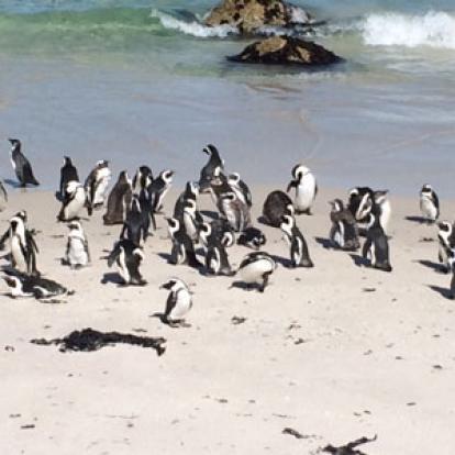 Voyage en Afrique du Sud de Partricia L.