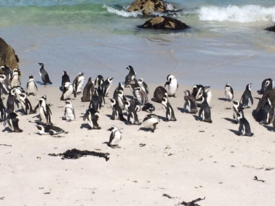 Voyage en Afrique du Sud de Partricia L.