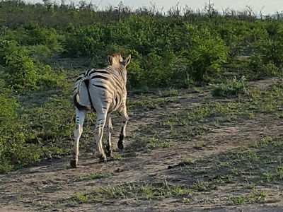 Voyage en Afrique du Sud de la famille de Christine