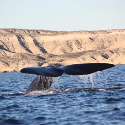 Peninsula Valdes Voyage en Argentine de Christian