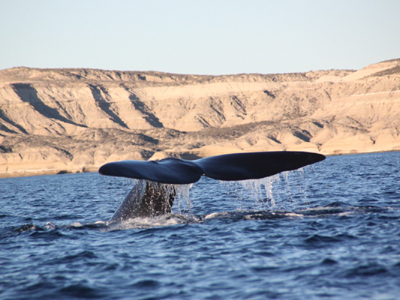 Peninsula Valdes  Voyage en Argentine de Christian