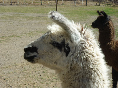 Voyage en Argentine de Sophie