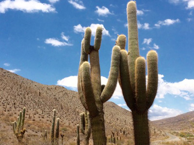 ©Hélène V. - Tous Droits réservés Voyage en Argentine d'Hélène