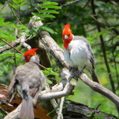 Voyage en Argentine de Maurice et Hélène