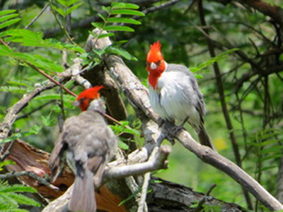 Voyage en Argentine de Maurice et Hélène