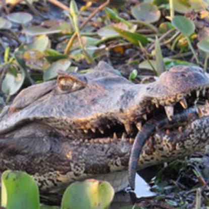 Voyage en Argentine de Maurice et Hélène