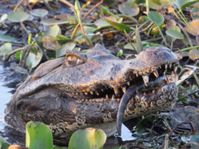 Voyage en Argentine de Maurice et Hélène
