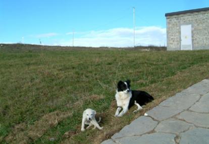 Rencontre insolite ©Rose et Gérard R.- Tous Droits réservés