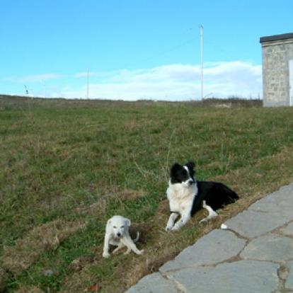 Rencontre insolite ©Rose et Gérard R.- Tous Droits réservés