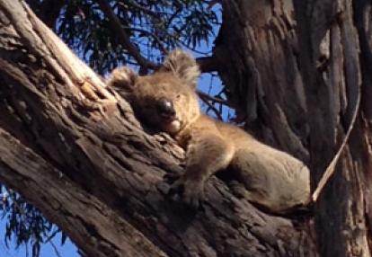 Voyage en Australie de Jesicca