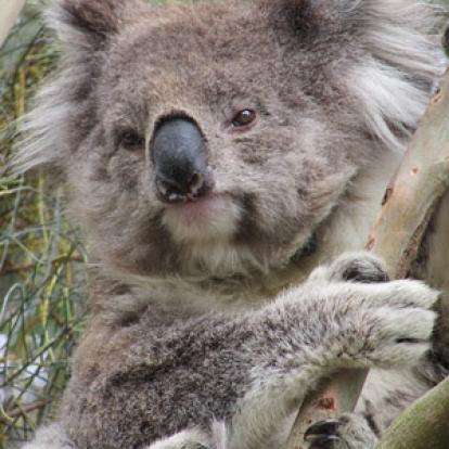 Voyage en Australie de la Famille d'Edouard