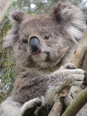 Voyage en Australie de la Famille d'Edouard