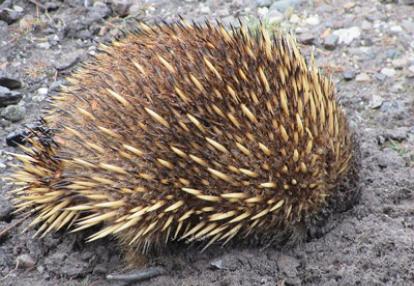 Voyage en Australie de la Famille d'Edouard